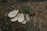 Opuntia robusta RCP4-10 161.jpg